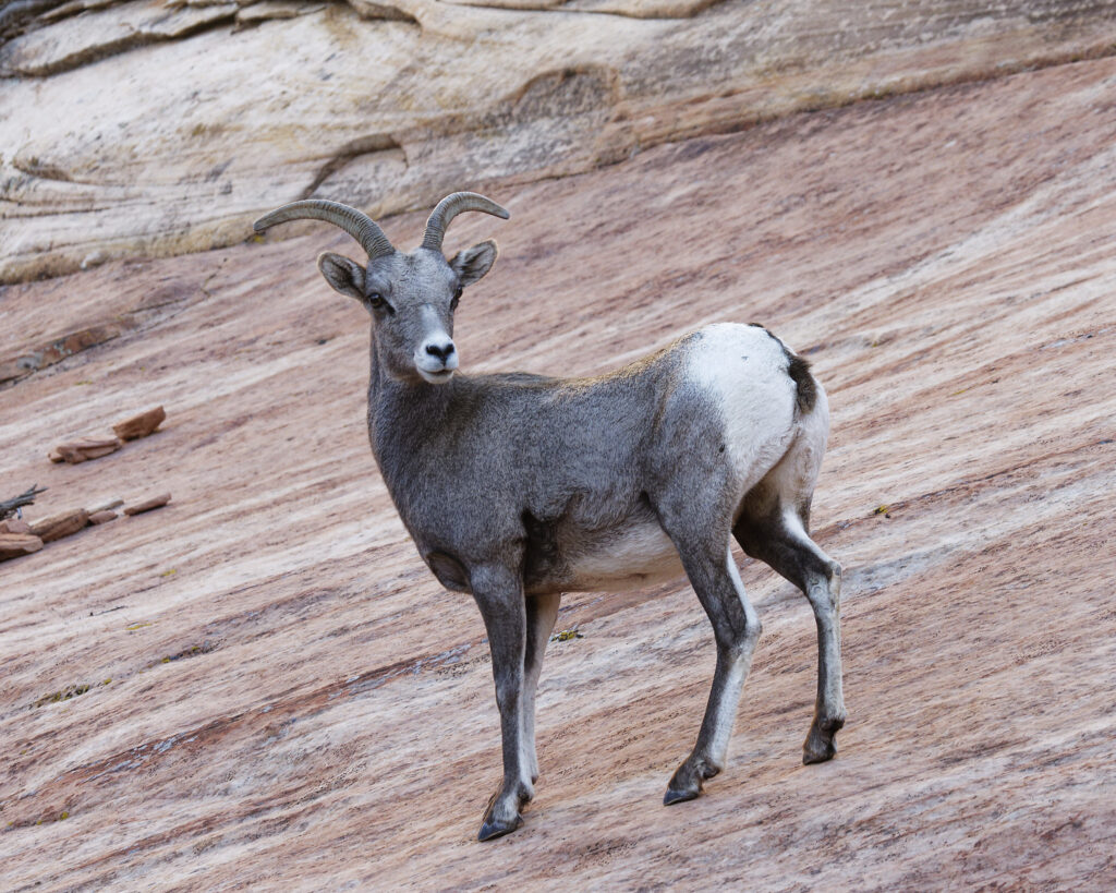 Bighorn sheep on rocky terrain