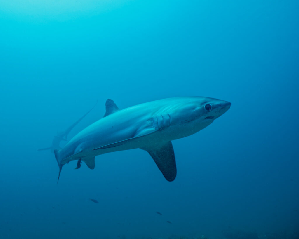 Thresher shark in open water