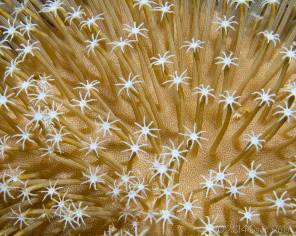 Toadstool coral polyps underwater